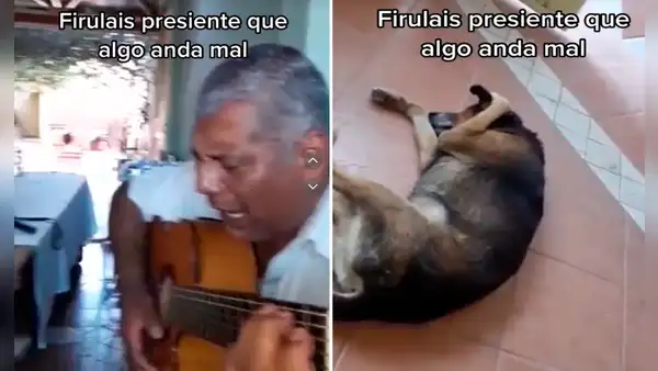 “El más sincero”: perrito se tapa las orejas para no escuchar a su dueño cantando