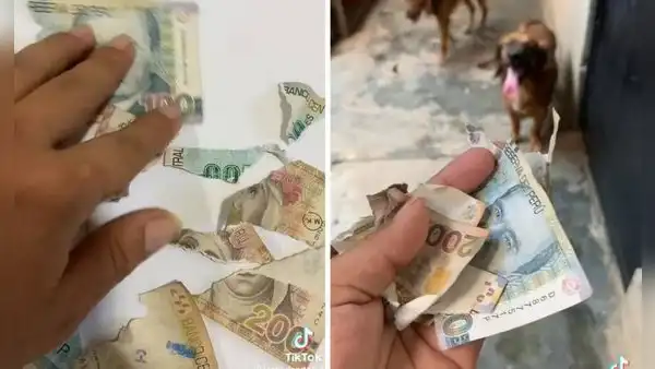 Perritos despedazan billetes de su amo y éste pide ayuda por TikTok: “¿El banco me puede recibir?”