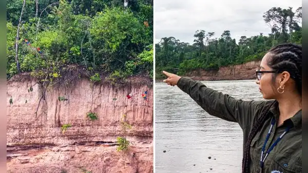 Collpa Chuncho: ¿cómo llegar a estas imponentes murallas naturales en Madre de Dios?