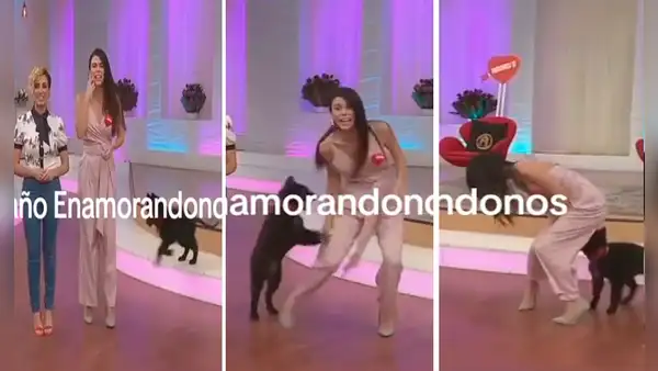 Perrito juguetón causa bochornoso blooper a conductora durante programa en vivo