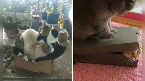 ¿Por qué a mi gato le gustan las cajas de cartón? Esto respondió la ciencia