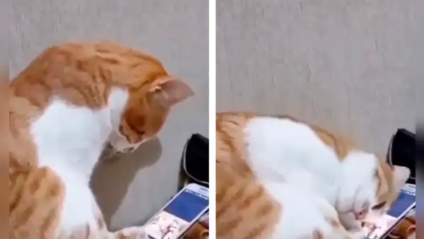 Gatito ve un video de su dueño fallecido y conmovedora reacción hace llorar a miles
