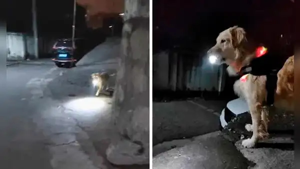Perrito espera con una linterna a su dueña para guiarla a casa por las noches: “Ilumina su camino”