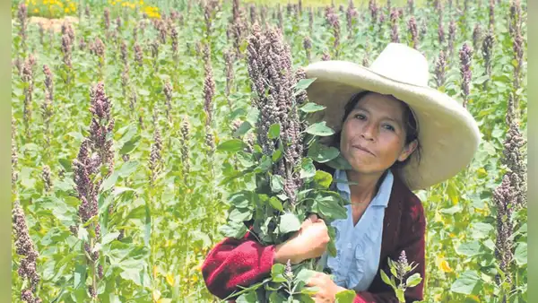 Producción de quinua cayó más de 77% hasta abril