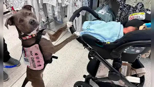 Belle, la primera “partera canina” tras asistir a mujer con autismo a dar a luz a su bebé