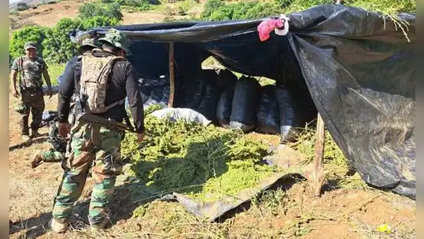 La Libertad: decomisan 6 toneladas de marihuana y destruyen 481.000 plantaciones de cannabis