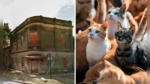 Hombre muere y es devorado por sus gatos tras quedar encerrados en casa durante 20 días