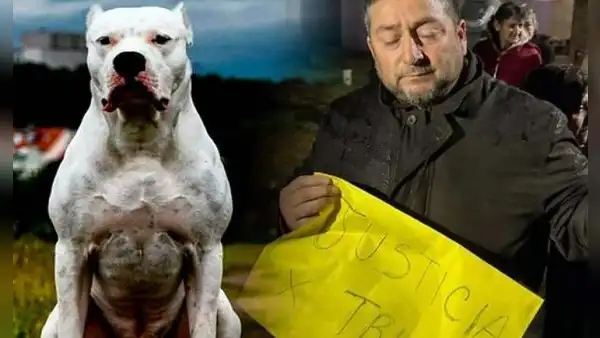 Adolescente muere tras ser atacada por perros dogos que eran "entrenados con pumas"