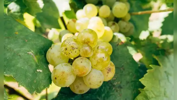 Perú es el principal exportador de uvas en el mundo