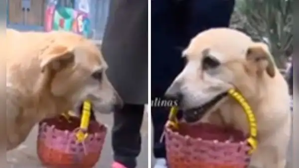 Perrita vende caramelos junto con su dueña de 65 años y tierna historia es viral: "Que Dios las proteja"
