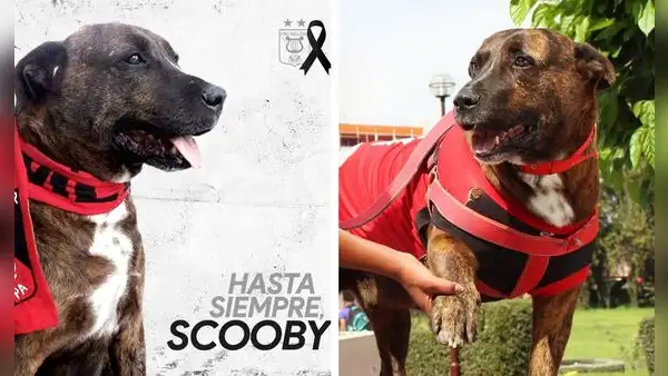 La historia de Scooby, el perro más querido de la UNSA y el club Melgar en Arequipa