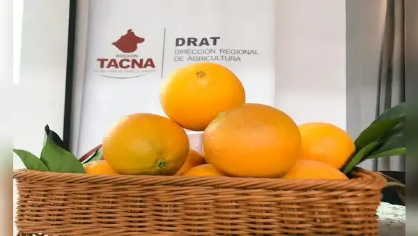 ¡Buena noticia! Tacna exportará naranjas a Chile tras obtener permisos sanitarios