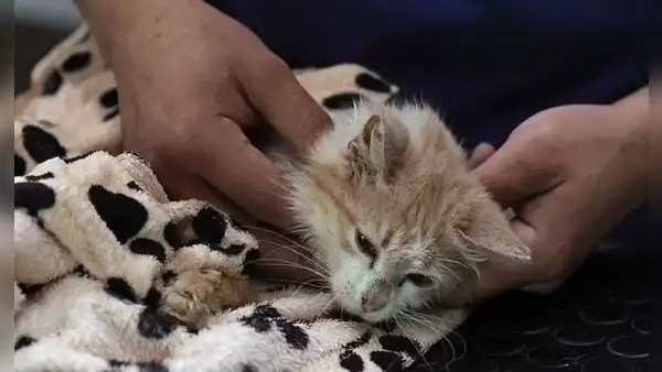 Chipre: 300.000 gatos mueren a causa de coronavirus felino