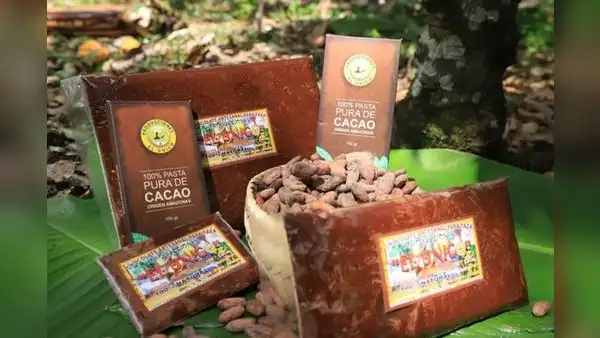 Denominación de origen Cacao Amazonas Perú empezaría a exportarse en el último trimestre de este año