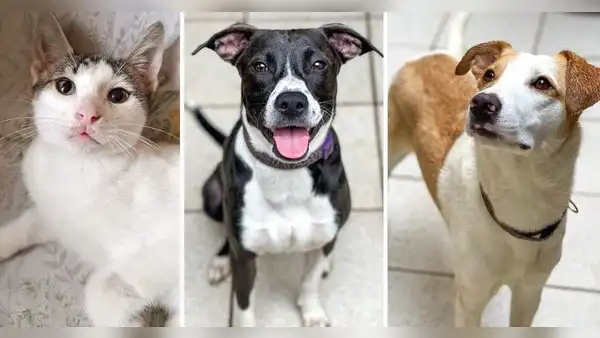 ¿Quieres un perrito? Albergue realiza jornada de adopción en Larcomar este sábado 15 de julio