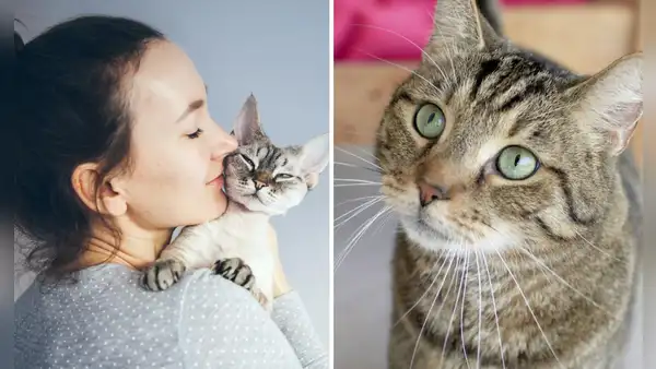 ¿Por qué una persona que ve a un gato por primera vez le dice 'michi'?