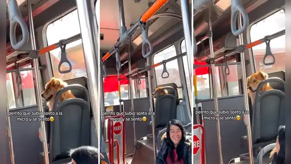 ¡Ampayado en plena fuga! Mujer encontró a su perro en transporte público y él se hizo el loco