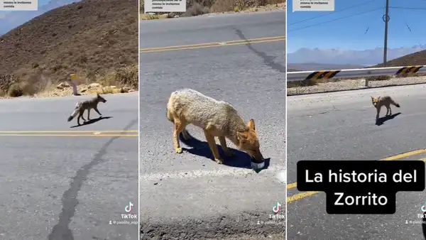 Zorrito sorprende al interactuar con viajero en carretera de Arequipa: “Dicen que es suerte”