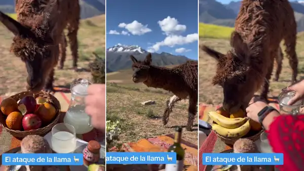 Llamita sorprende a pareja de turistas en pleno pícnic en Cusco: “La llama del amor”