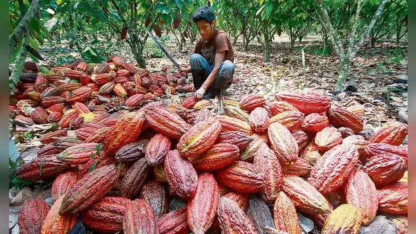Desafíos del cacao peruano: cambio climático y nuevas regulaciones en la UE