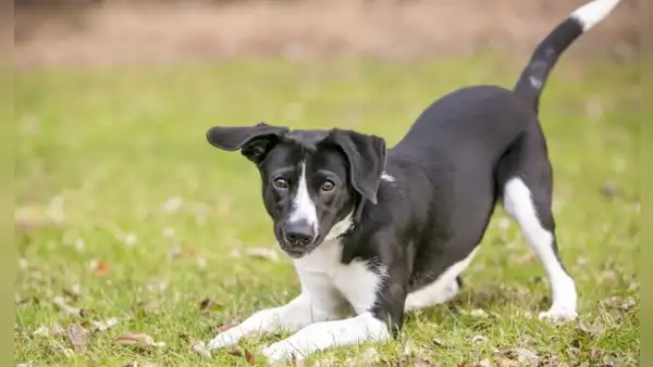 ¿Cómo calcular la edad de mi perro en años humanos? Tabla con edades