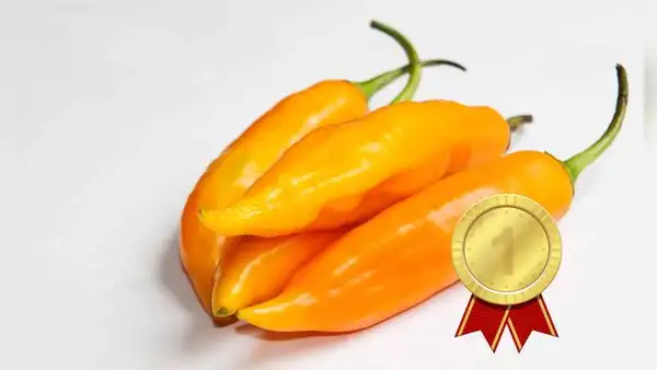 El ají amarillo es declarado como el mejor vegetal del mundo, según Taste Atlas