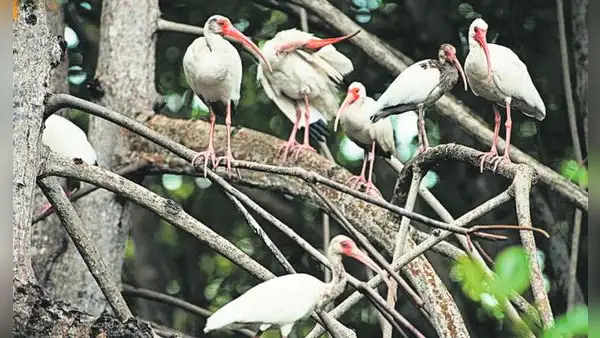 Tumbes es el paraíso de las aves playeras