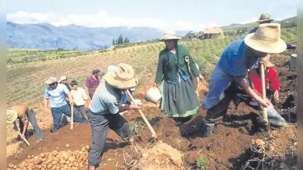 En 5 años, la asociatividad en el sector agrícola llegaría al 50%