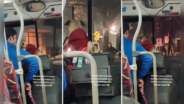 Perrito trabaja como cobrador y dirige a chofer con sus ladridos: “Bajan, pata derecha”