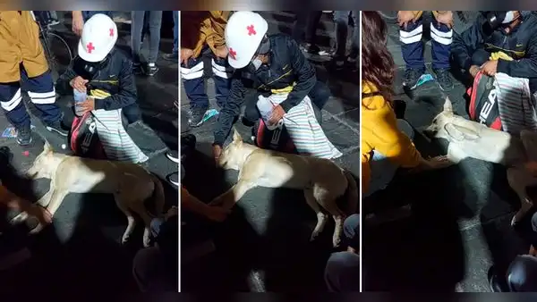 Perrito es auxiliado por protestantes tras 'desmayarse' en la 'Marcha Nacional': "Todo un héroe"