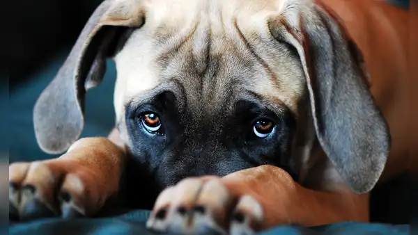 ¿Por qué las miradas de los perros nos producen tanta ternura? Estudio reveló la razón