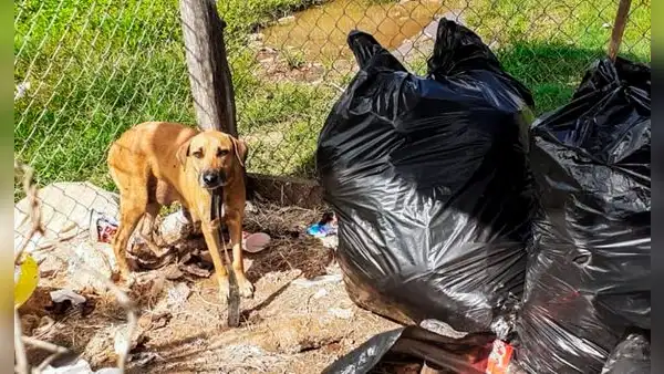 Un perro callejero salva a una bebé que fue abandonada dentro de una bolsa de basura