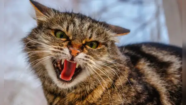 ¿Cómo saber si mi gato tiene rasgos psicópatas? Test psicológico para felinos lo revela