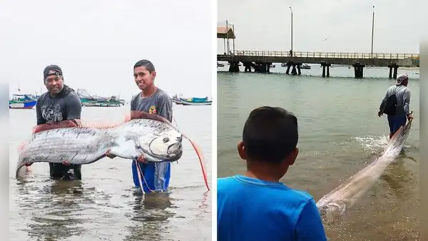 Pez remo de 3 metros de largo aparece en las costas de Punta Sal en Tumbes