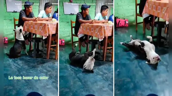 Perrito pide comida y al ver que sus dueños lo ignoran se desmaya: “Merece un Óscar”