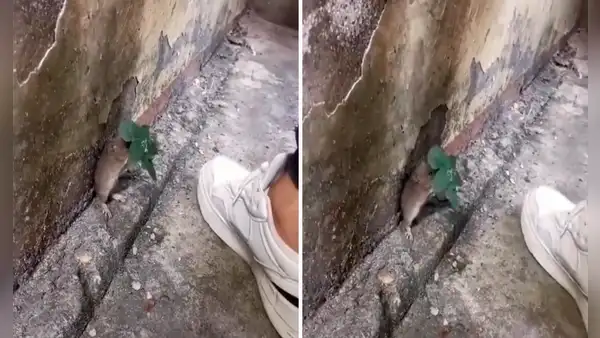 Tierno ratoncito se esconde debajo de planta para evitar que lo pisen: “Si no me muevo, no me ven”