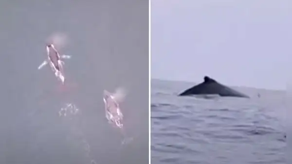 Huacho: ballenas y delfines protagonizan sorpresivo espectáculo en el mar peruano
