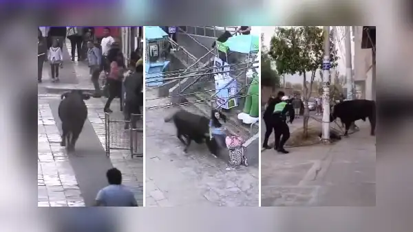 Toro suelto en calles y plaza de Armas de Ayacucho dejó varios heridos tras huir de corrida