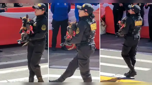Perrito policía participa por primera vez en Desfile Militar y enternece en redes: “Hermoso con sus zapatitos”