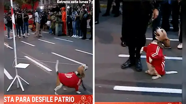 Perrito iza y saluda la bandera peruana en Parada Militar y se roba el corazón de usuarios