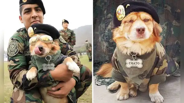 La historia de 'Chato', el perro militar que hace paracaidismo y se lució en la Parada Militar