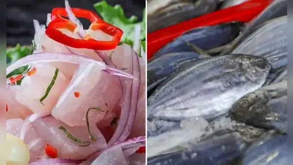 ¿Qué PESCADO se usa para preparar CEVICHE? Conoce cuáles son las MEJORES especies