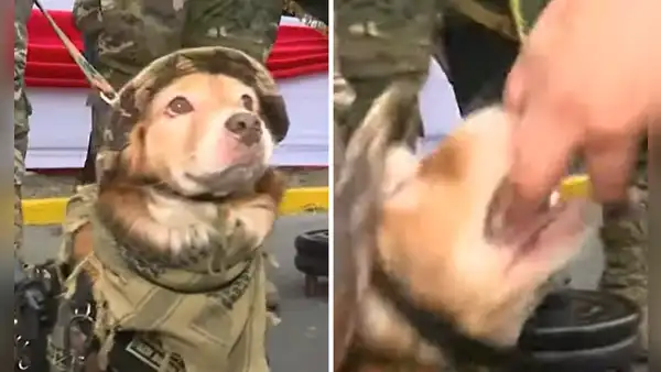Periodista quiso tocar arma que llevaba perrito policía y este le mordió la mano: "No te metas con Firulais"