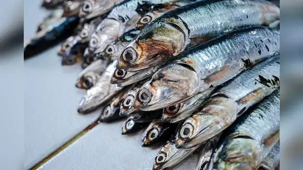 Produce podría autorizar una pesca exploratoria de anchoveta en el centro-norte