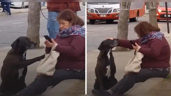 Perrito le pide cariño a una mujer y se vuelve viral en redes sociales: “No los merecemos”