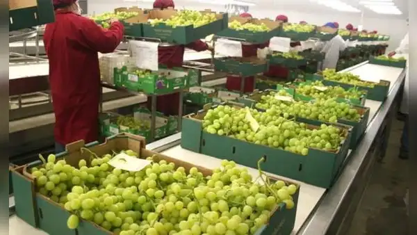 Perú superaría en el 2027 a Chile en agroexportaciones