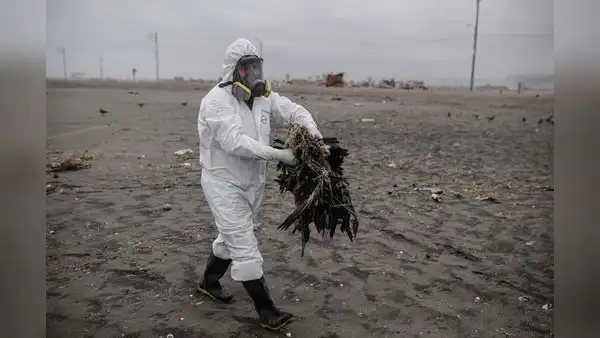 Arequipa: 3.000 aves murieron por gripe aviar en Mejía