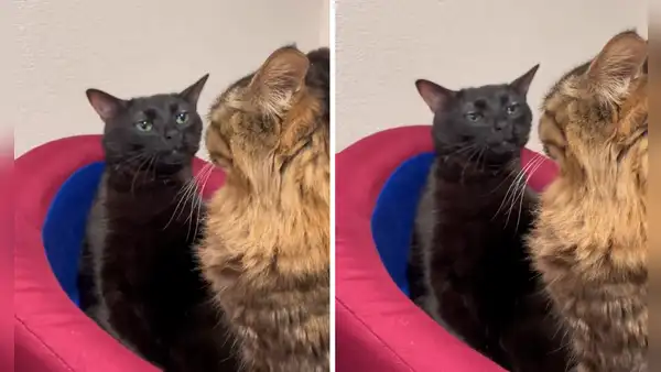 Este es el origen del gato 'disociado' que creó un meme viral: ¿dónde nació y cuál es su nombre real?