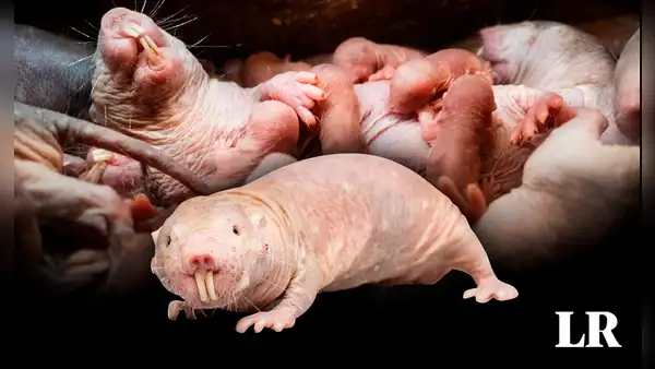 Nace nueva camada de la rata topo desnuda, animal clave para encontrar la cura contra el cáncer