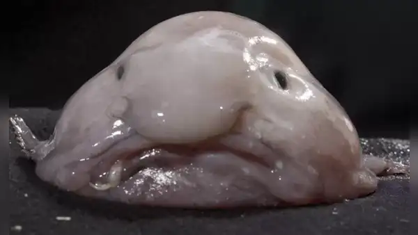 ¿Por qué el "animal más feo del mundo" no es tan horrible como aparenta?